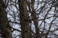 Dendrocopos major