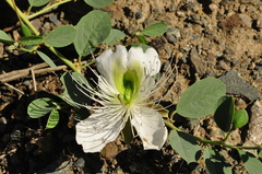 Capparis sicula