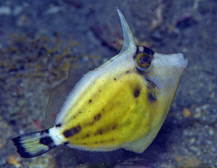 Cantherhines fronticinctus