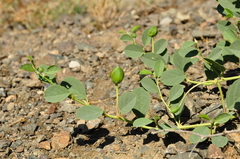 Capparis sicula