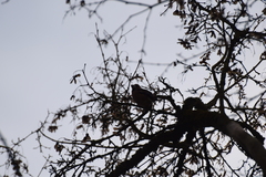 Coccothraustes coccothraustes