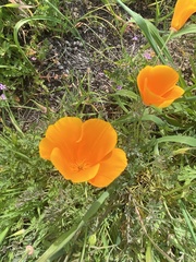 Eschscholzia californica