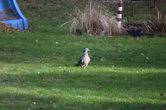 Columba palumbus