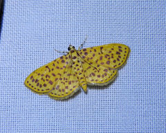 Polygrammodes eleuata