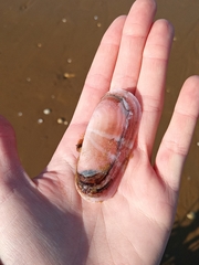 Tellinoidea