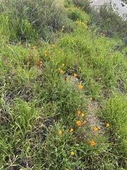 Eschscholzia californica
