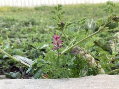 Fumaria densiflora