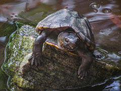 Kinosternon scorpioides