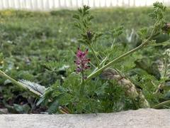 Fumaria densiflora