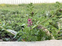 Fumaria densiflora