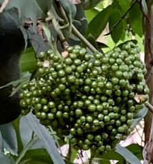 Pluchea carolinensis