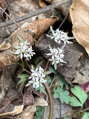 Erigenia bulbosa