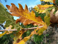 Quercus estremadurensis