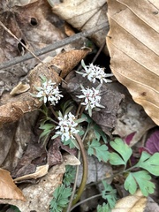Erigenia bulbosa