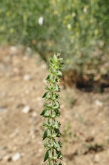 Sideritis montana