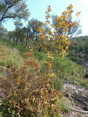 Quercus estremadurensis
