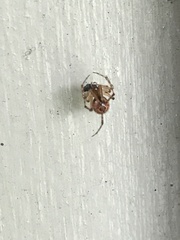 Cryptachaea veruculata