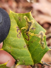 Phytomyza ilicicola