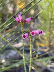 Erica cristata