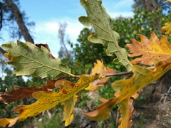 Quercus estremadurensis
