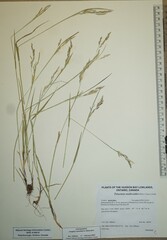 Graphephorum melicoides