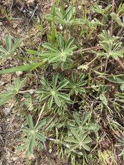 Lupinus succulentus