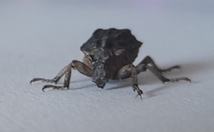 Brachycerus undatus