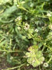 Lepidium nitidum