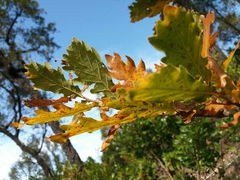 Quercus estremadurensis