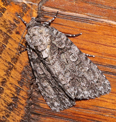 Acronicta