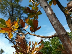 Quercus estremadurensis