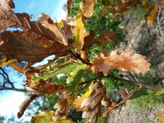 Quercus estremadurensis