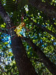 Micrathena fissispina