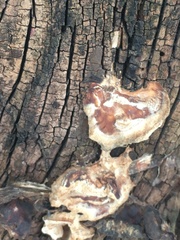 Phellinus alni