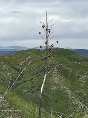 Hesperoyucca whipplei