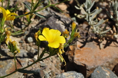 Linum mucronatum