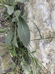 Anchusa strigosa