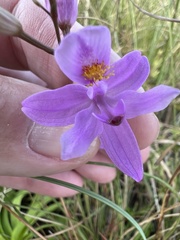 Calopogon barbatus