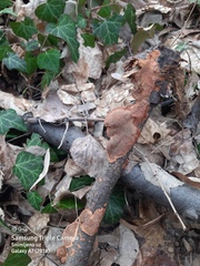 Hapalopilus rutilans