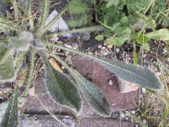 Anchusa strigosa