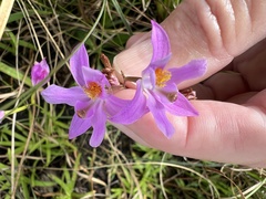 Calopogon barbatus
