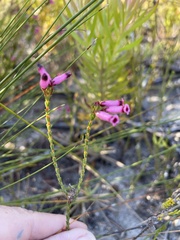 Erica cristata