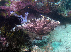 Pseudomonacanthus macrurus