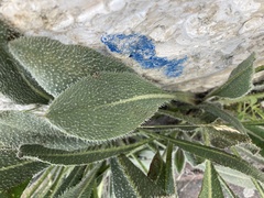 Anchusa strigosa