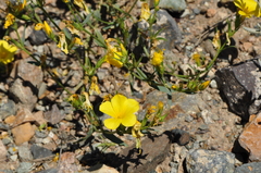 Linum mucronatum