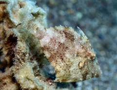 Pseudomonacanthus macrurus