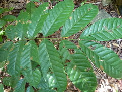 Tachigali versicolor