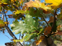 Quercus estremadurensis