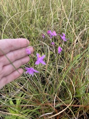 Calopogon barbatus