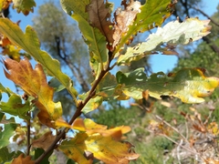 Quercus estremadurensis
